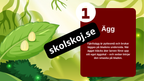 Fjärilens liv från ägg till vingar