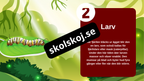 Fjärilens liv från ägg till vingar