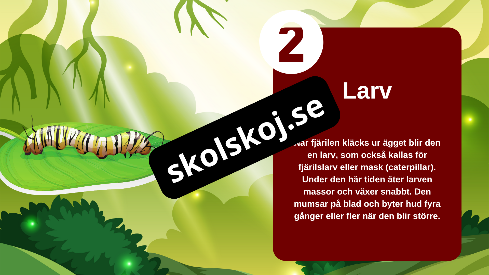 Fjärilens liv från ägg till vingar