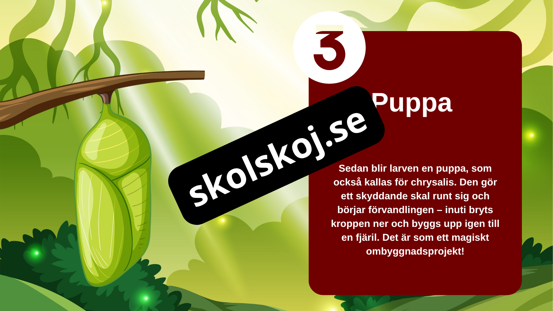 Fjärilens liv från ägg till vingar