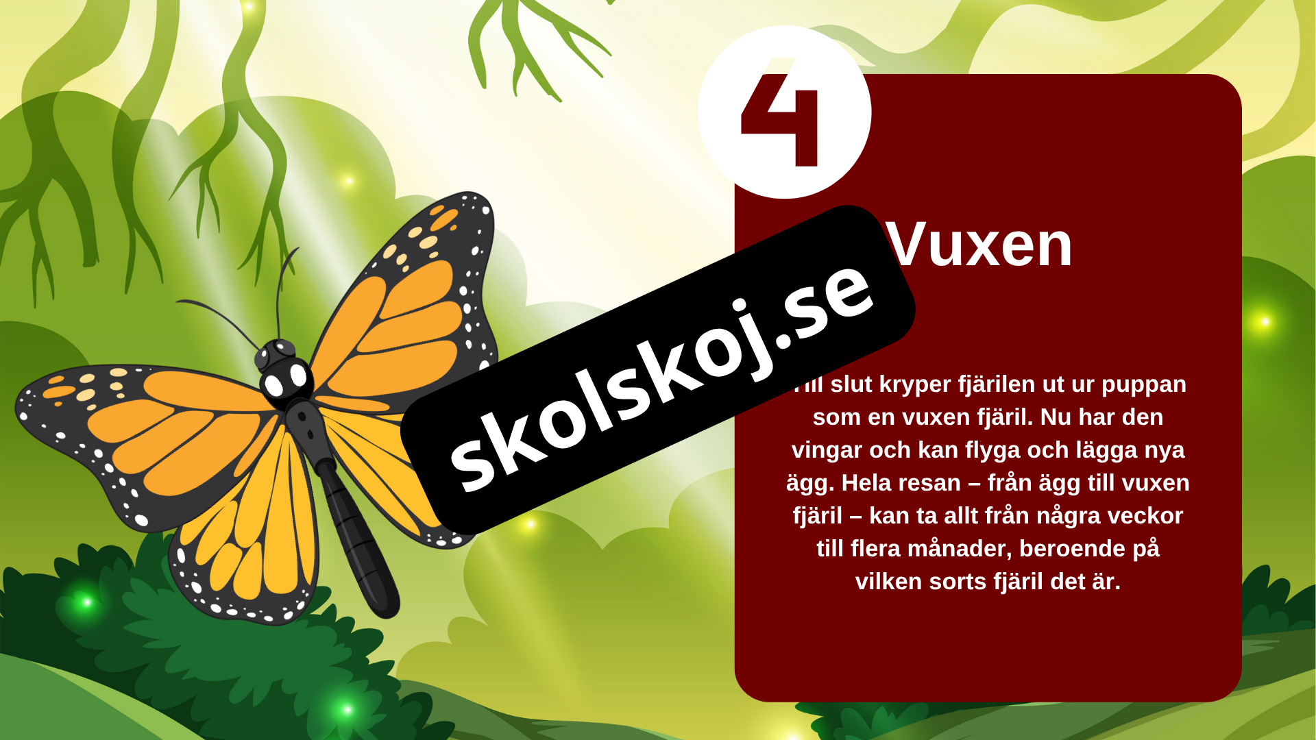 Fjärilens liv från ägg till vingar