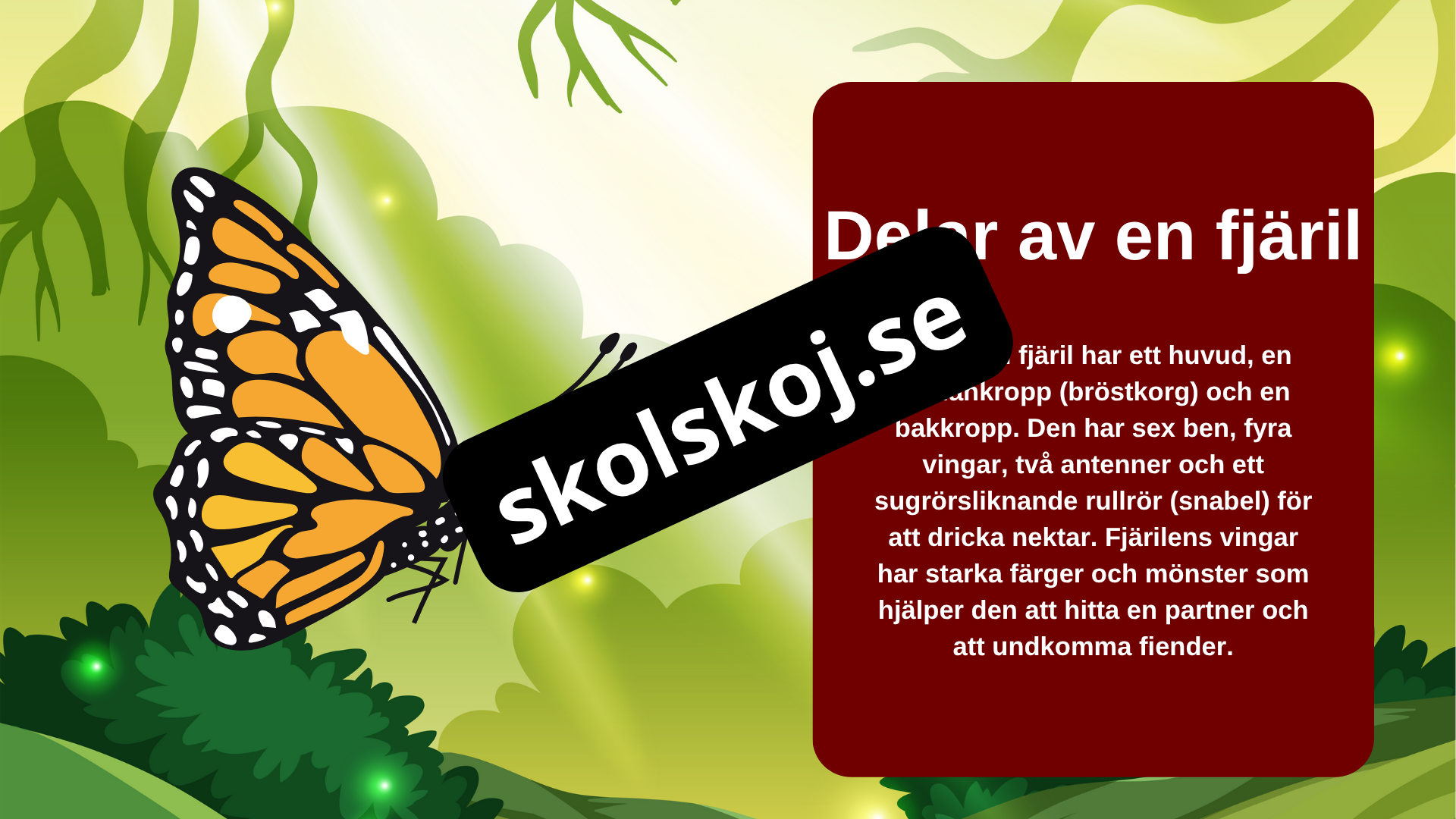 Fjärilens liv från ägg till vingar