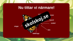Fjärilens liv från ägg till vingar