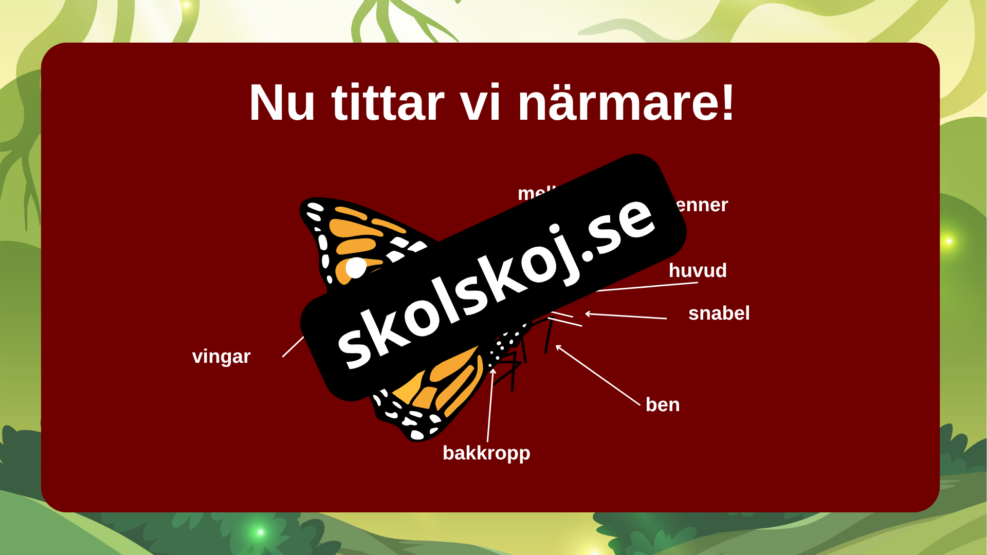 Fjärilens liv från ägg till vingar