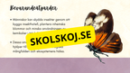 Insekter - Presentation + frågor