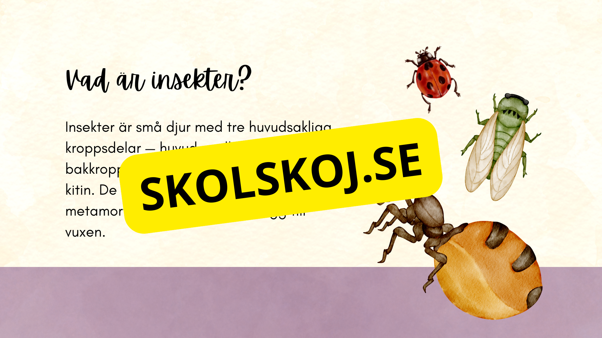 Insekter - Presentation + frågor
