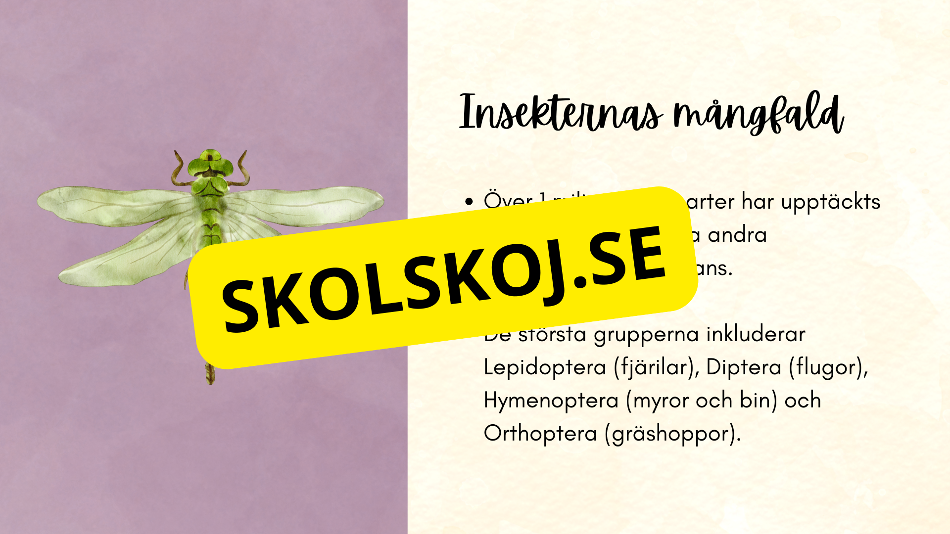 Insekter - Presentation + frågor