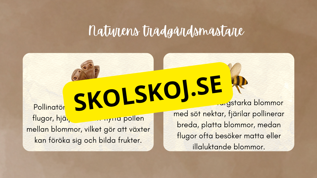 Insekter - Presentation + frågor