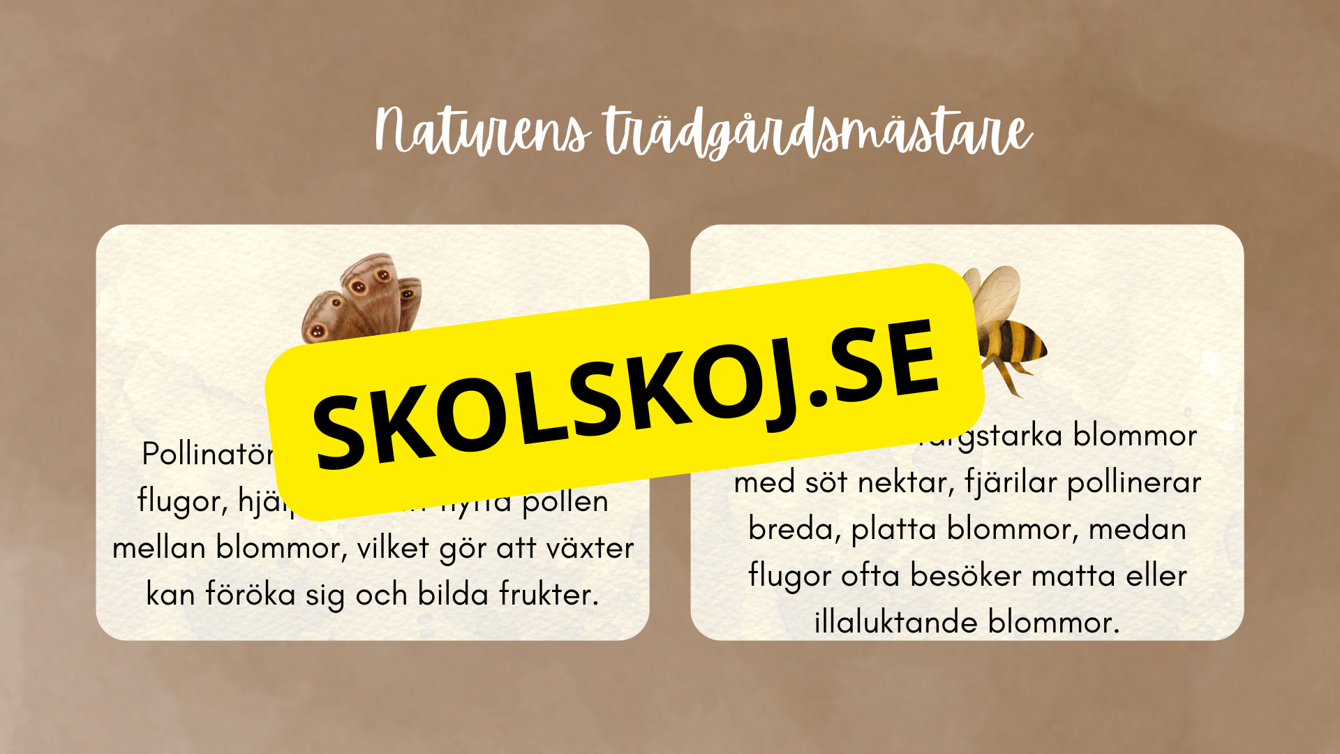 Insekter - Presentation + frågor
