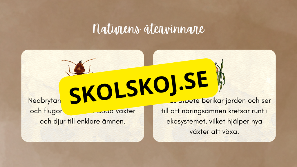 Insekter - Presentation + frågor