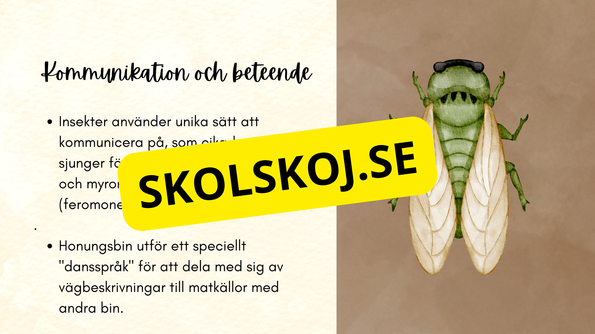 Insekter - Presentation + frågor