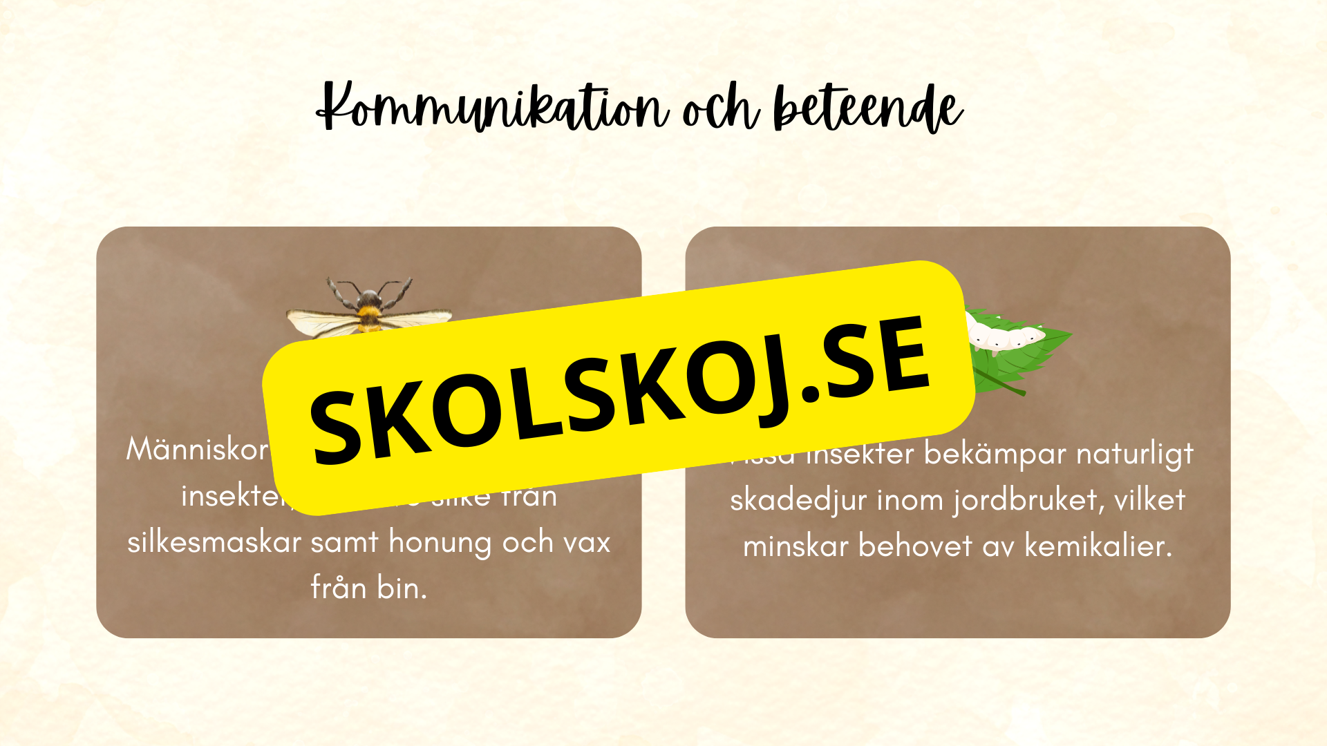 Insekter - Presentation + frågor