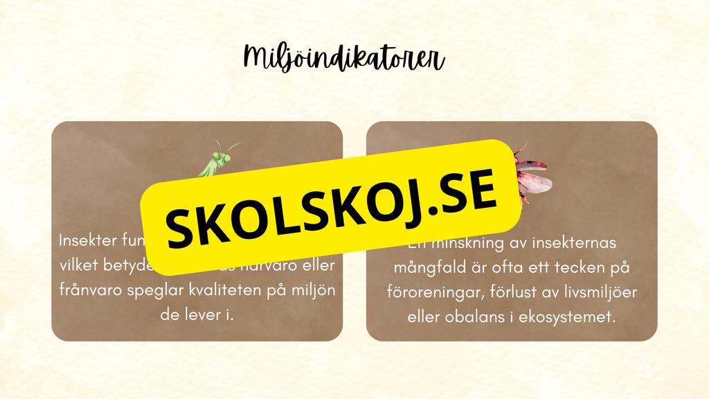 Insekter - Presentation + frågor