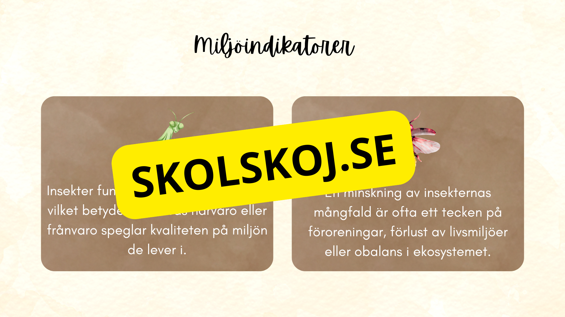 Insekter - Presentation + frågor