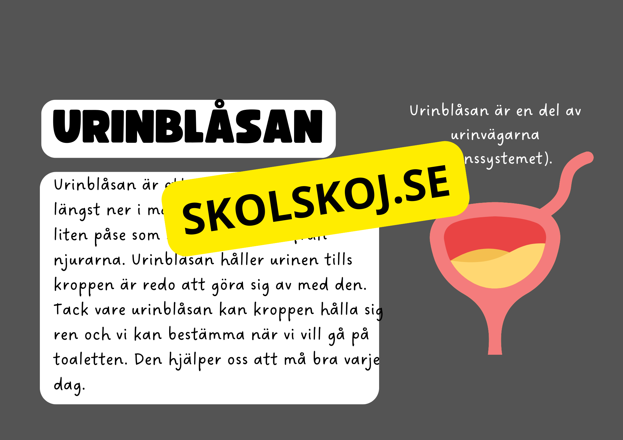 Vår fantastiska kropp - Fakta och frågor