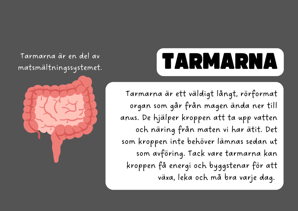 Vår fantastiska kropp - Fakta och frågor