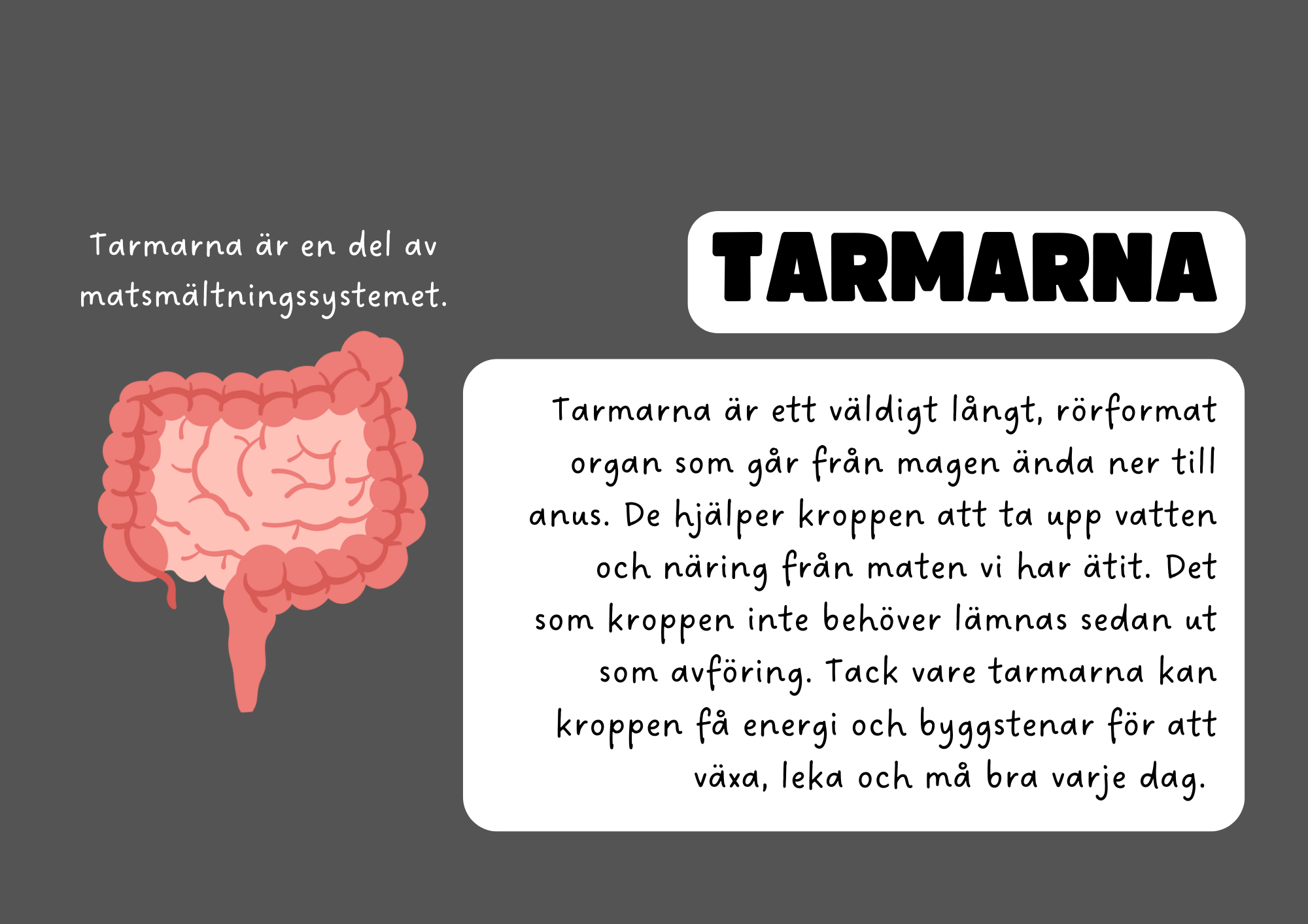 Vår fantastiska kropp - Fakta och frågor