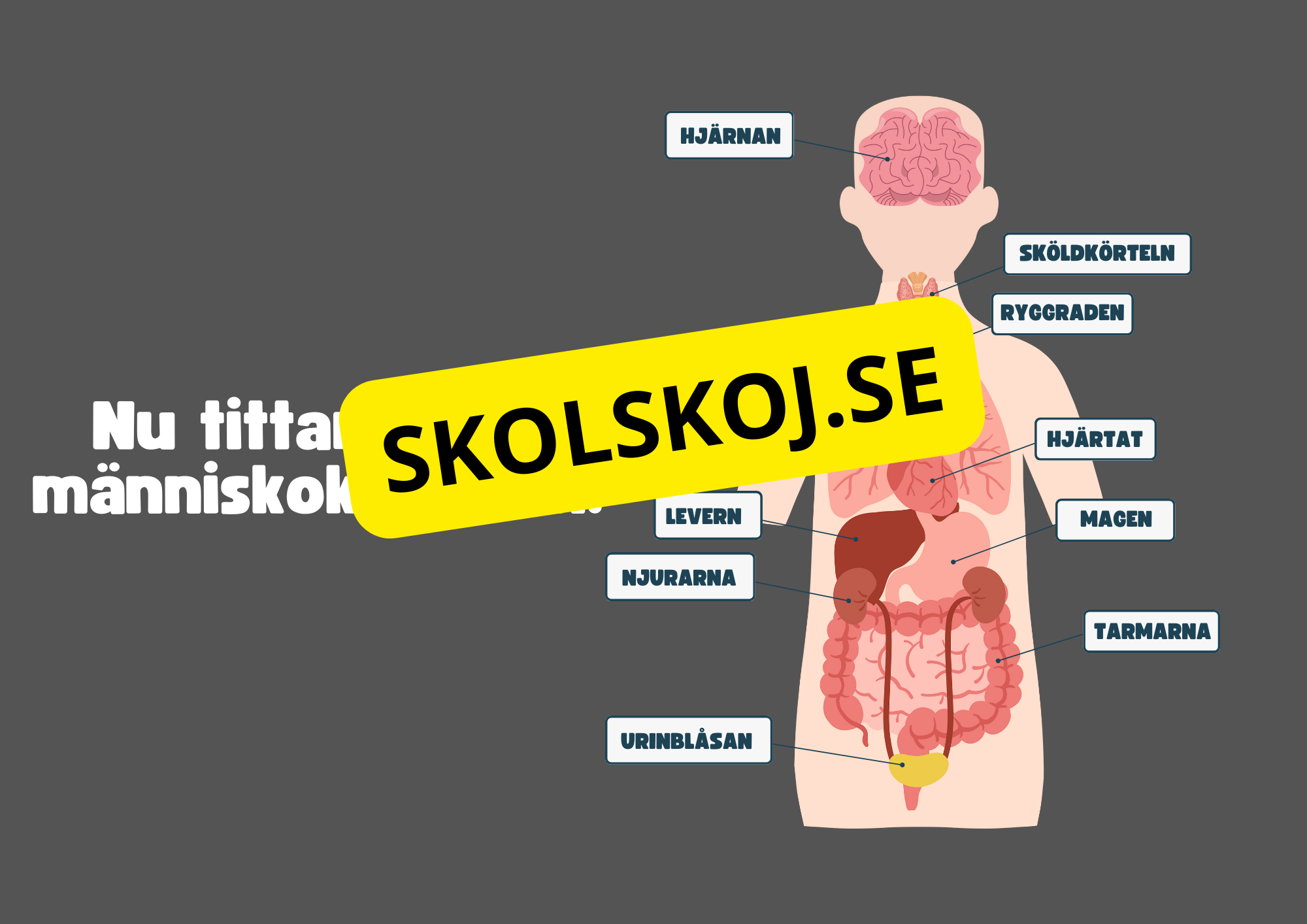 Vår fantastiska kropp - Fakta och frågor
