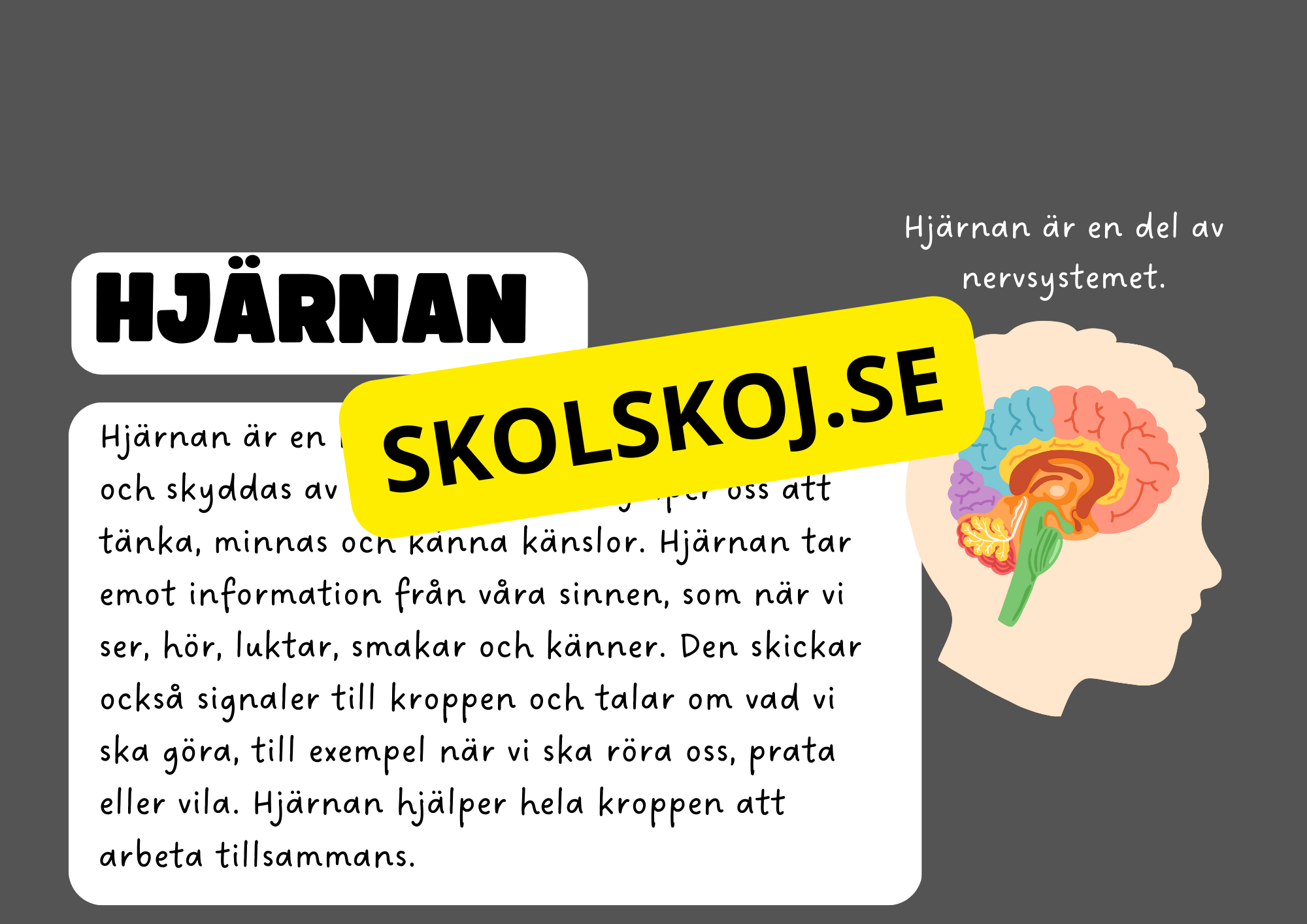 Vår fantastiska kropp - Fakta och frågor