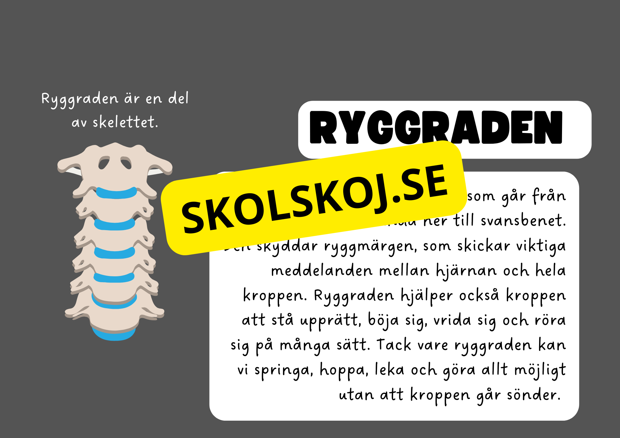 Vår fantastiska kropp - Fakta och frågor