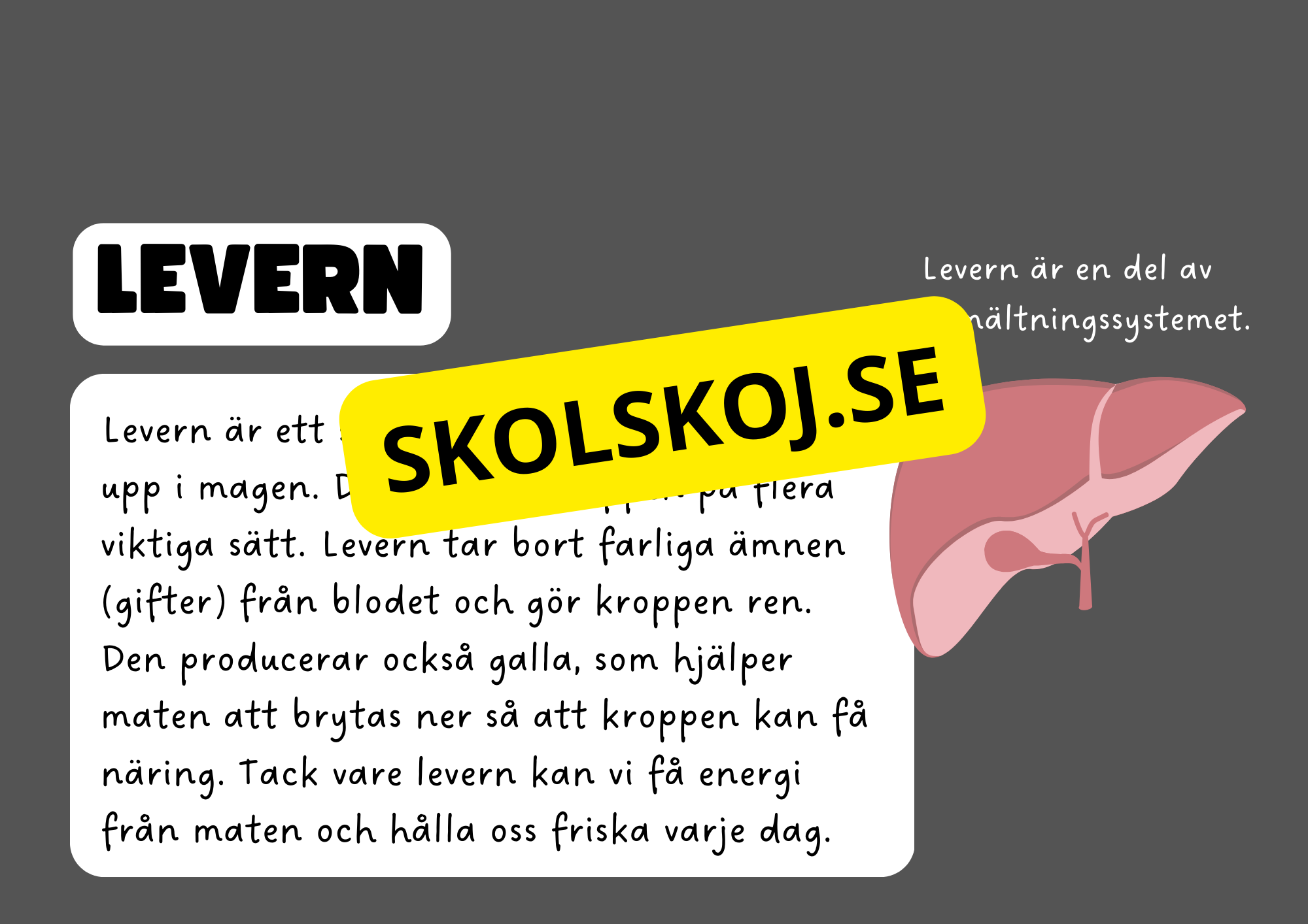 Vår fantastiska kropp - Fakta och frågor