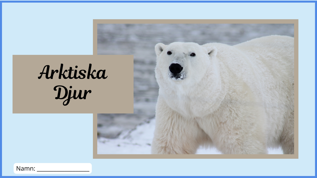 Arktiska djur - Fakta + frågor