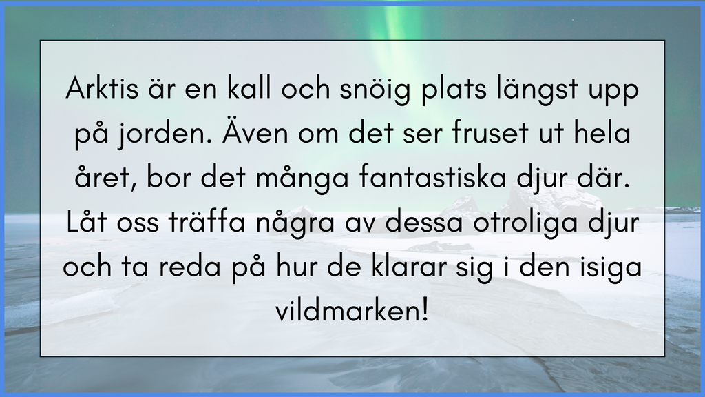 Arktiska djur - Fakta + frågor