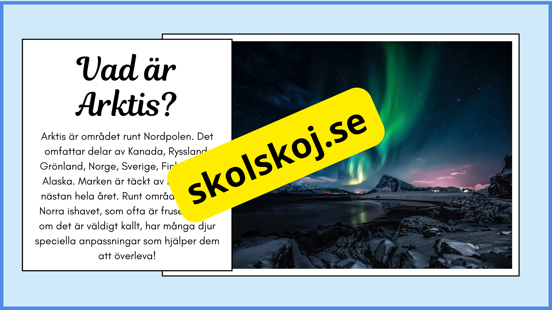 Arktiska djur - Fakta + frågor