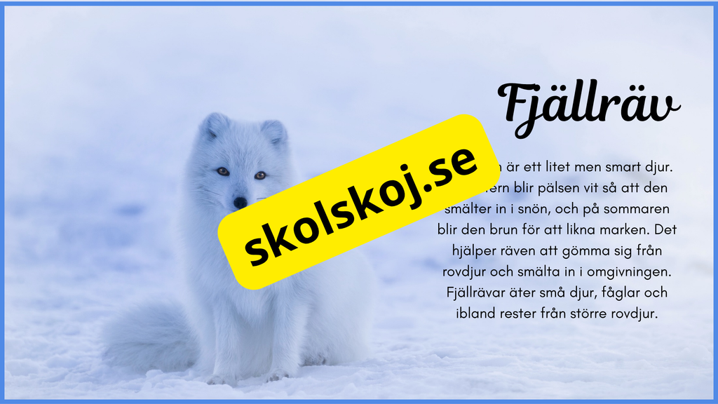 Arktiska djur - Fakta + frågor