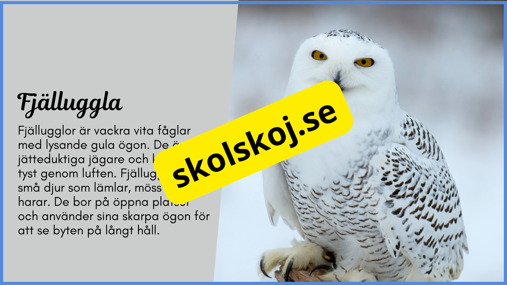 Arktiska djur - Fakta + frågor