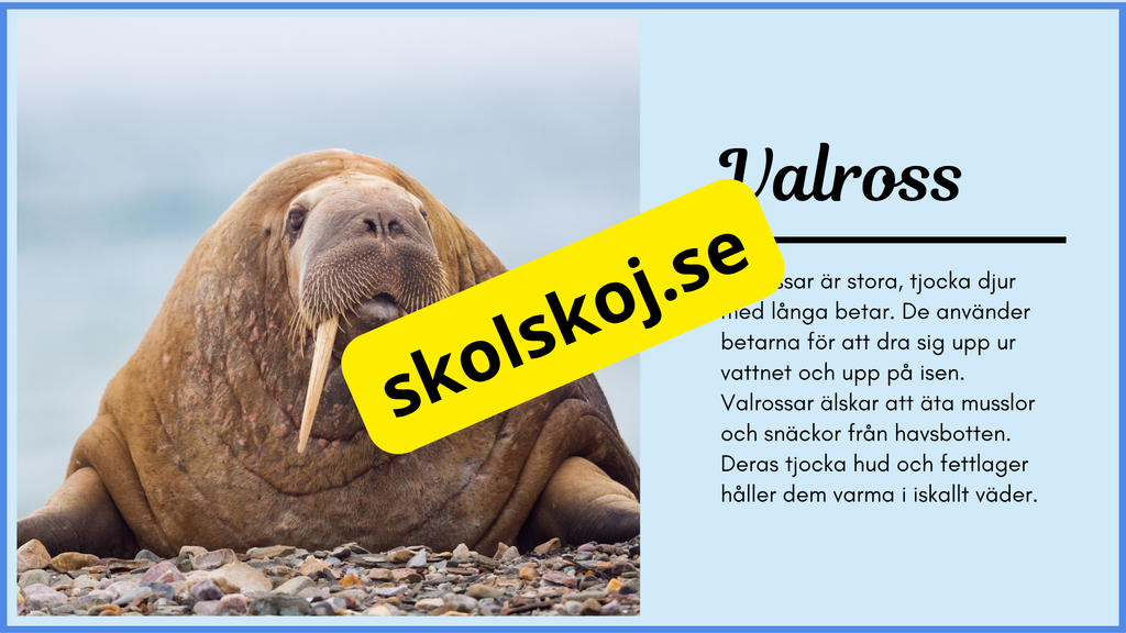 Arktiska djur - Fakta + frågor