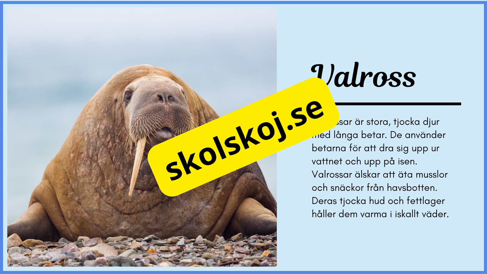 Arktiska djur - Fakta + frågor