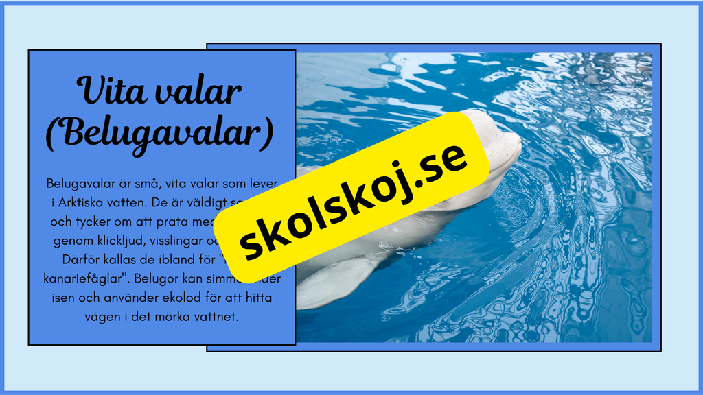 Arktiska djur - Fakta + frågor