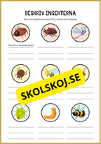 Beskriv insekterna