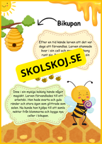 Biets livscykel