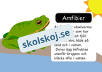 Den levande världen - Ryggradsdjur och ryggradslösa