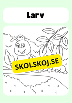 Färglägg insekter