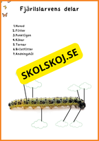 Fjärilens liv - Häfte 20 sidor