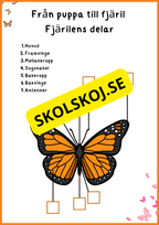 Fjärilens liv - Häfte 20 sidor