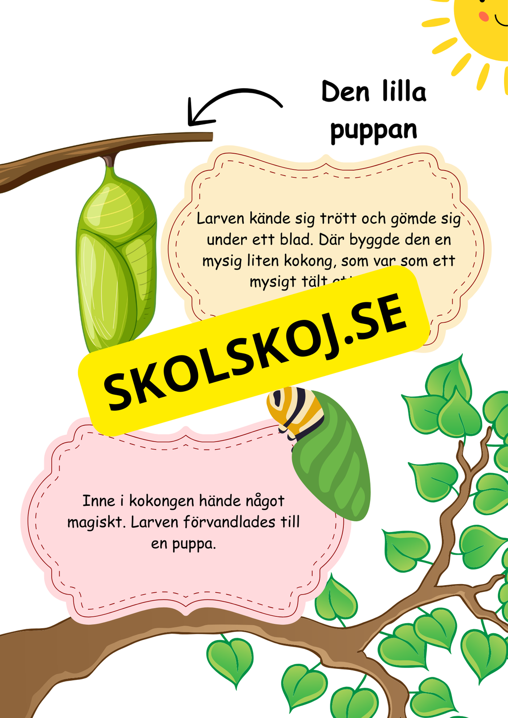 Fjäril livscykel