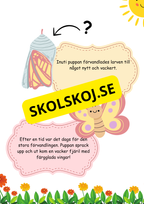 Fjäril livscykel