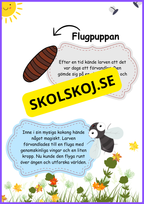 Flugans livscykel