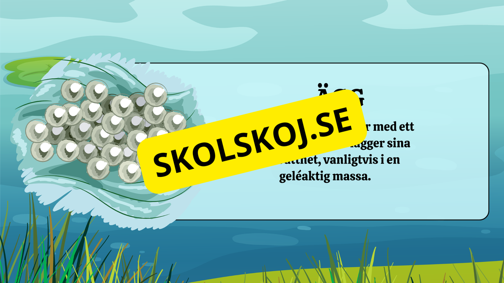 Grodans livscykel - Fakta + frågor