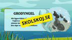 Grodans livscykel - Fakta + frågor
