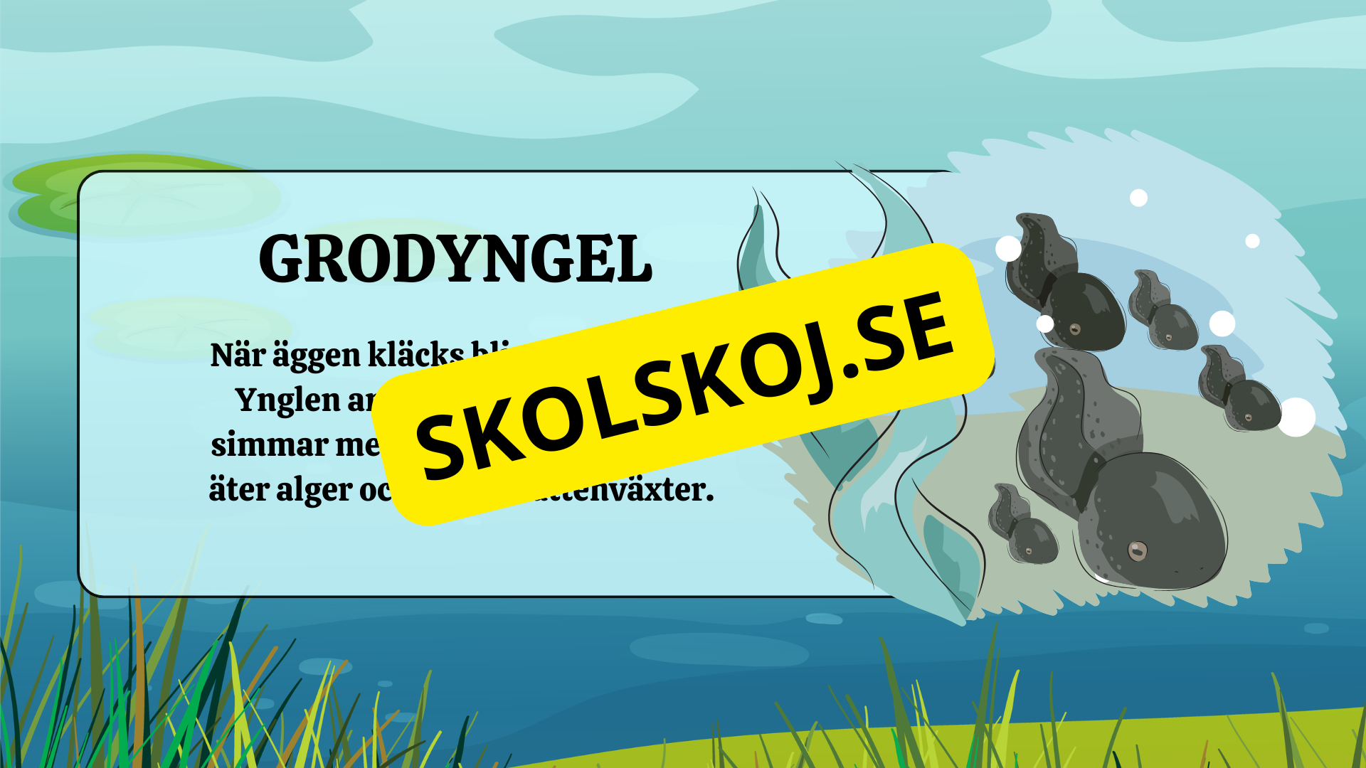 Grodans livscykel - Fakta + frågor