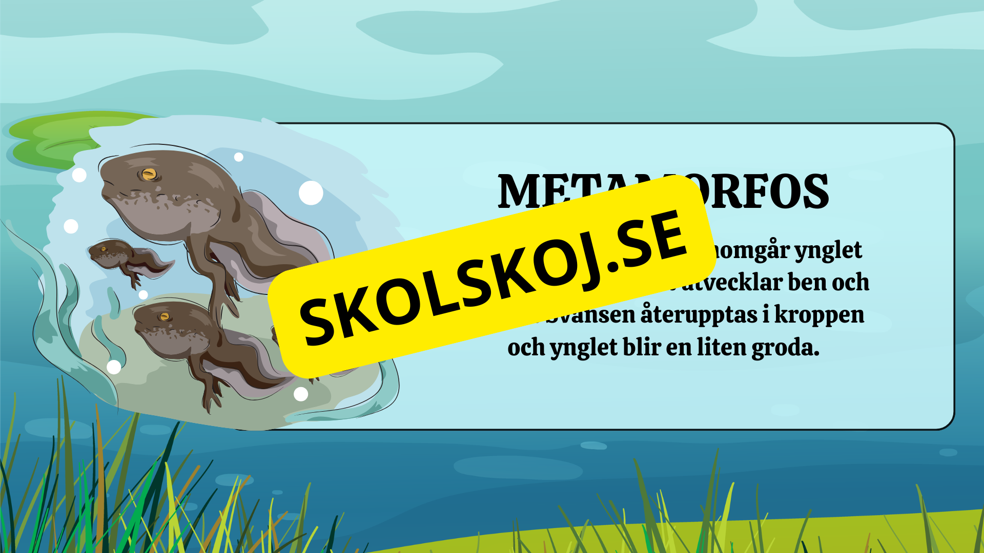 Grodans livscykel - Fakta + frågor