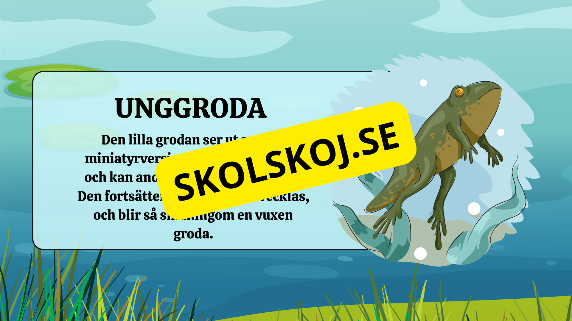 Grodans livscykel - Fakta + frågor