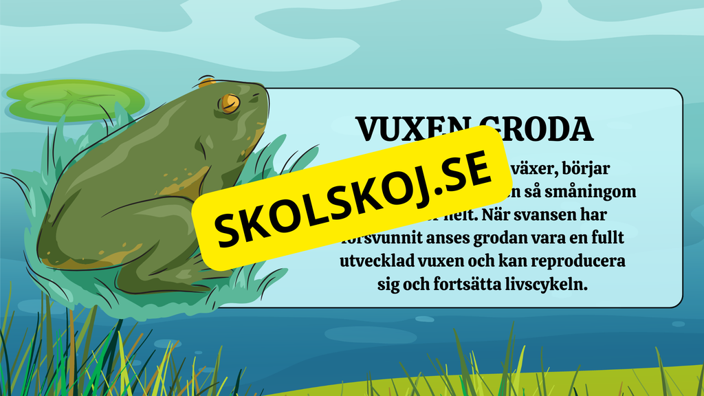 Grodans livscykel - Fakta + frågor