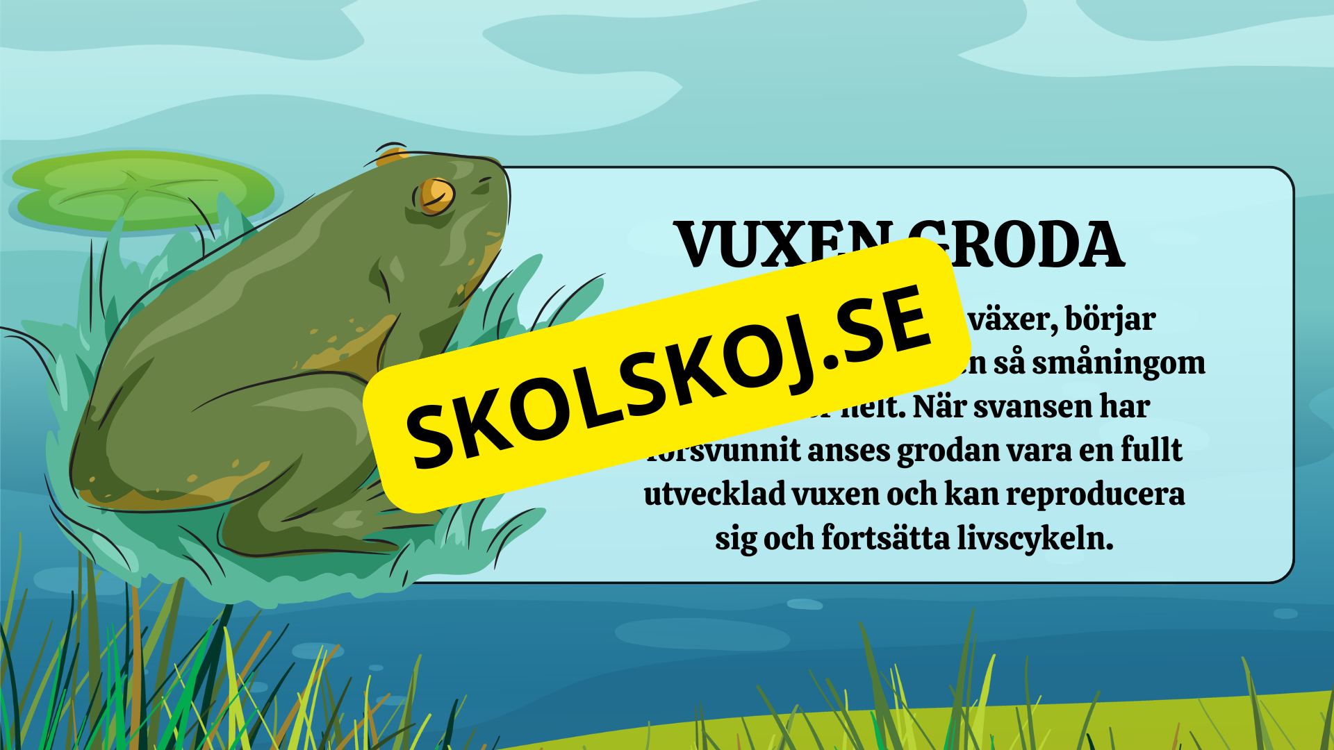 Grodans livscykel - Fakta + frågor