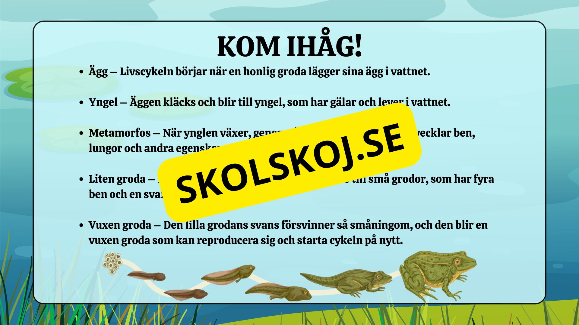 Grodans livscykel - Fakta + frågor